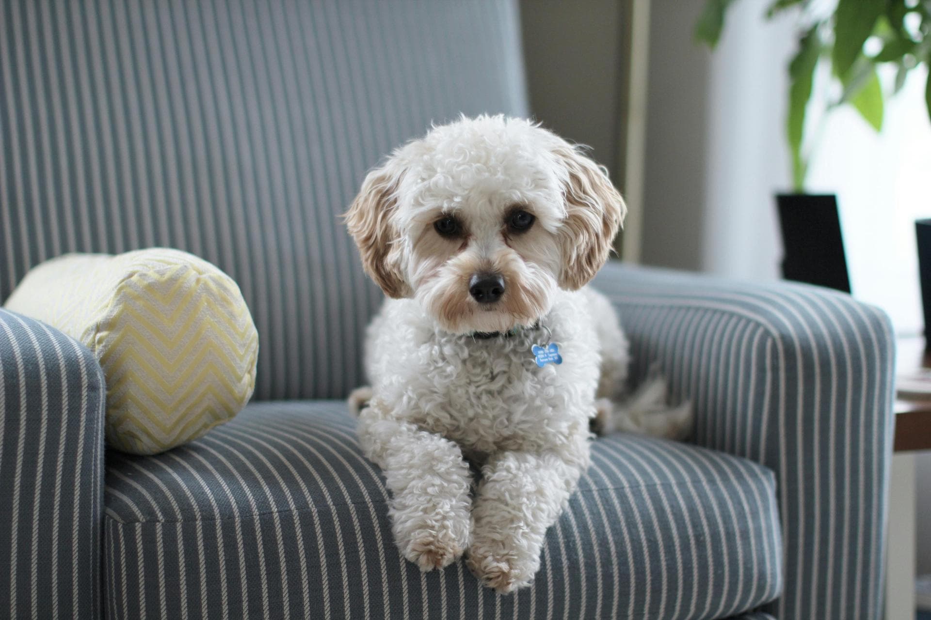 Dog Euthanasia Put Down Prices in Maidstone