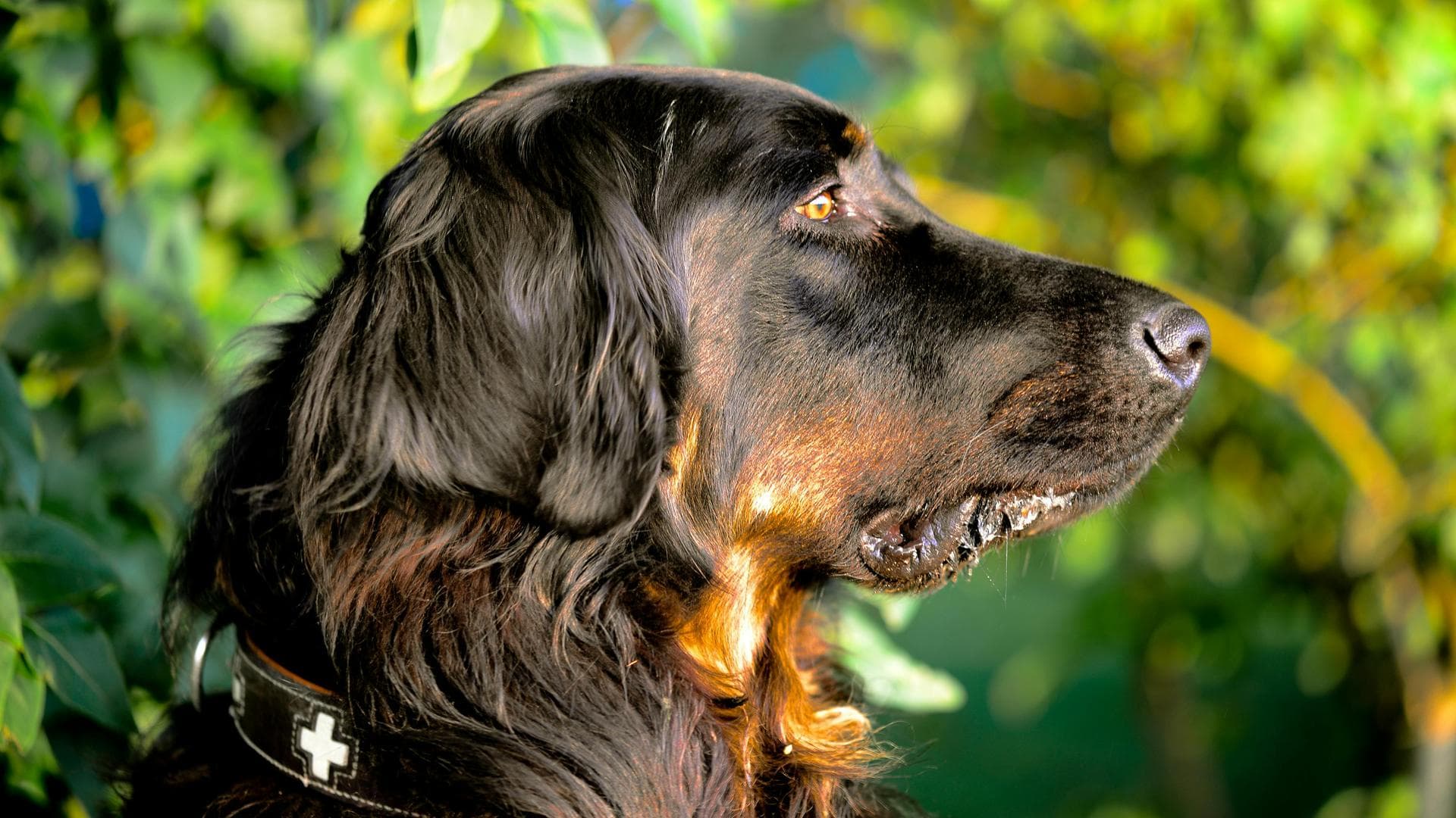Rabies Vaccination Prices in Maidstone