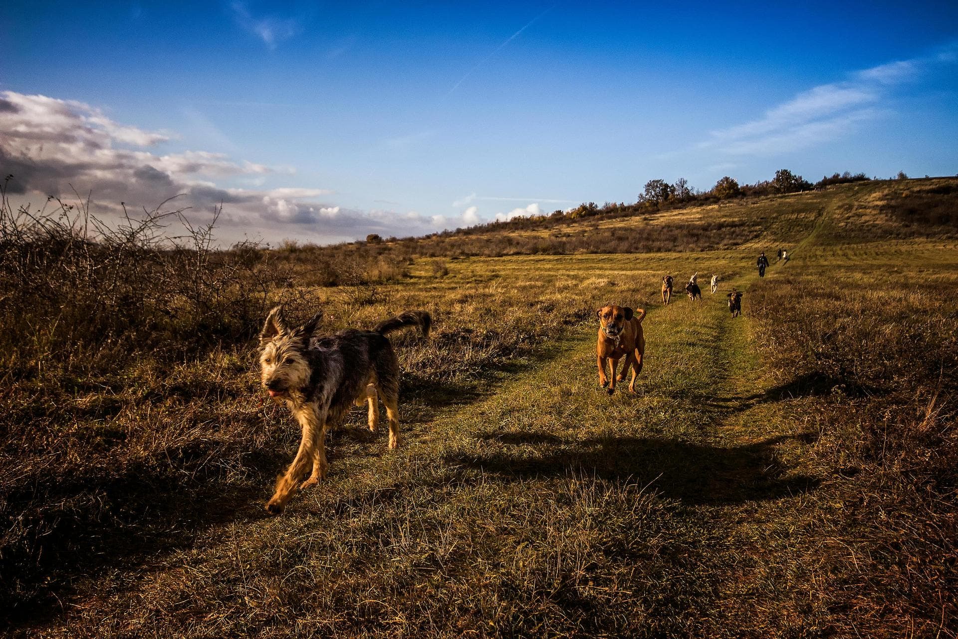 Pack of dogs running in field