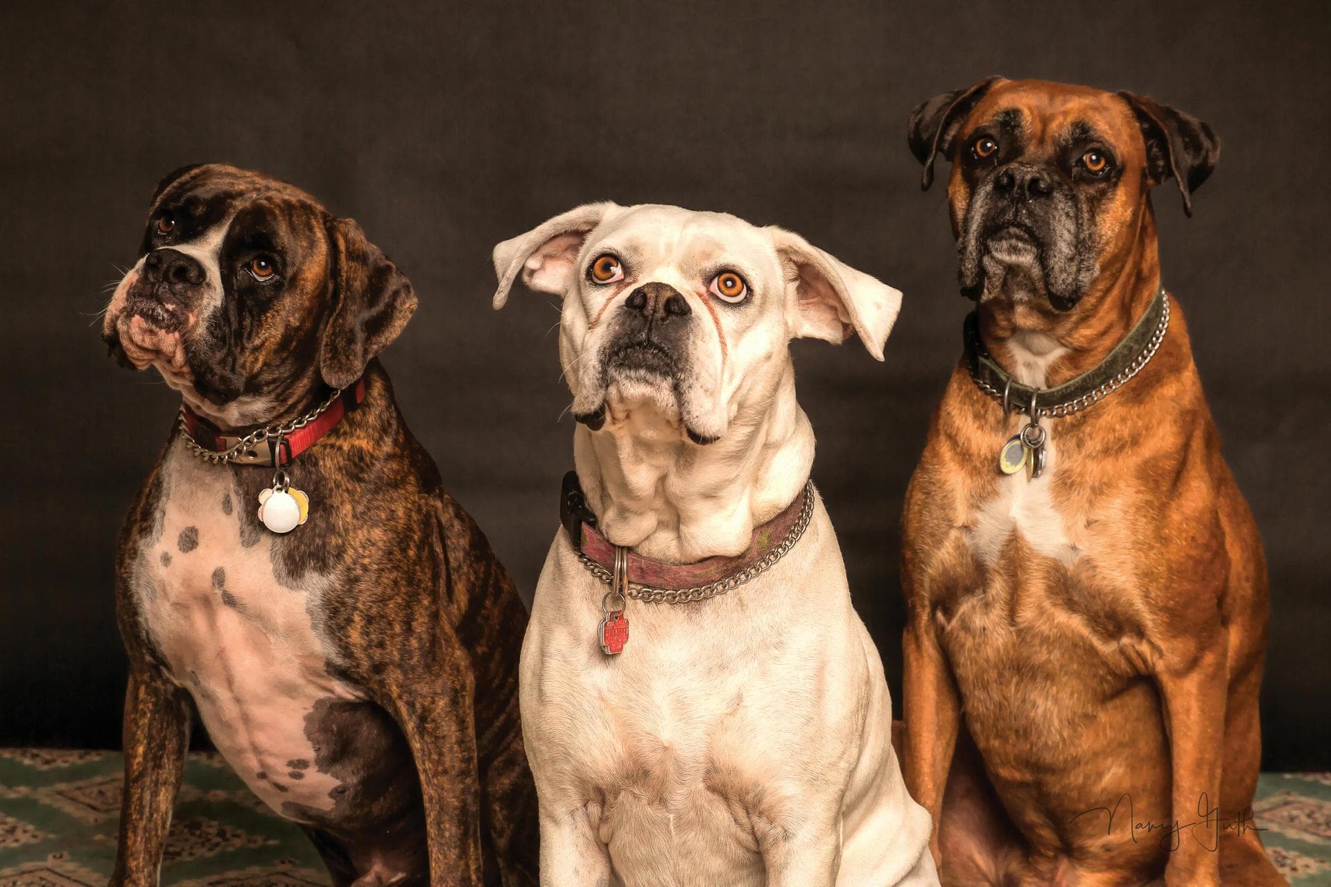 Dog Puppy Vaccinations Kennel Cough Prices in Maidstone