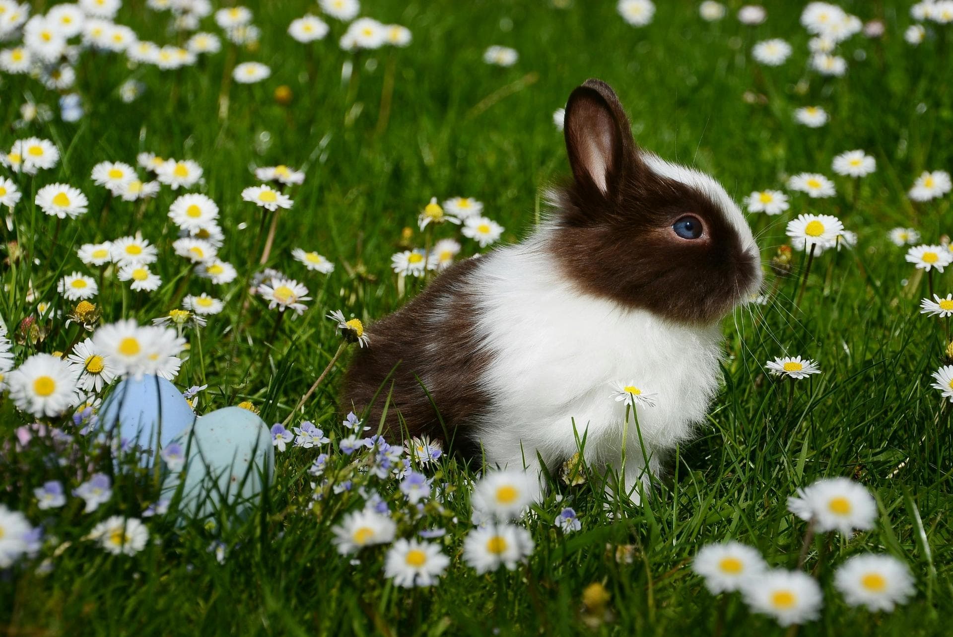 Rabbit Spay Castrate Neutering Prices in Maidstone