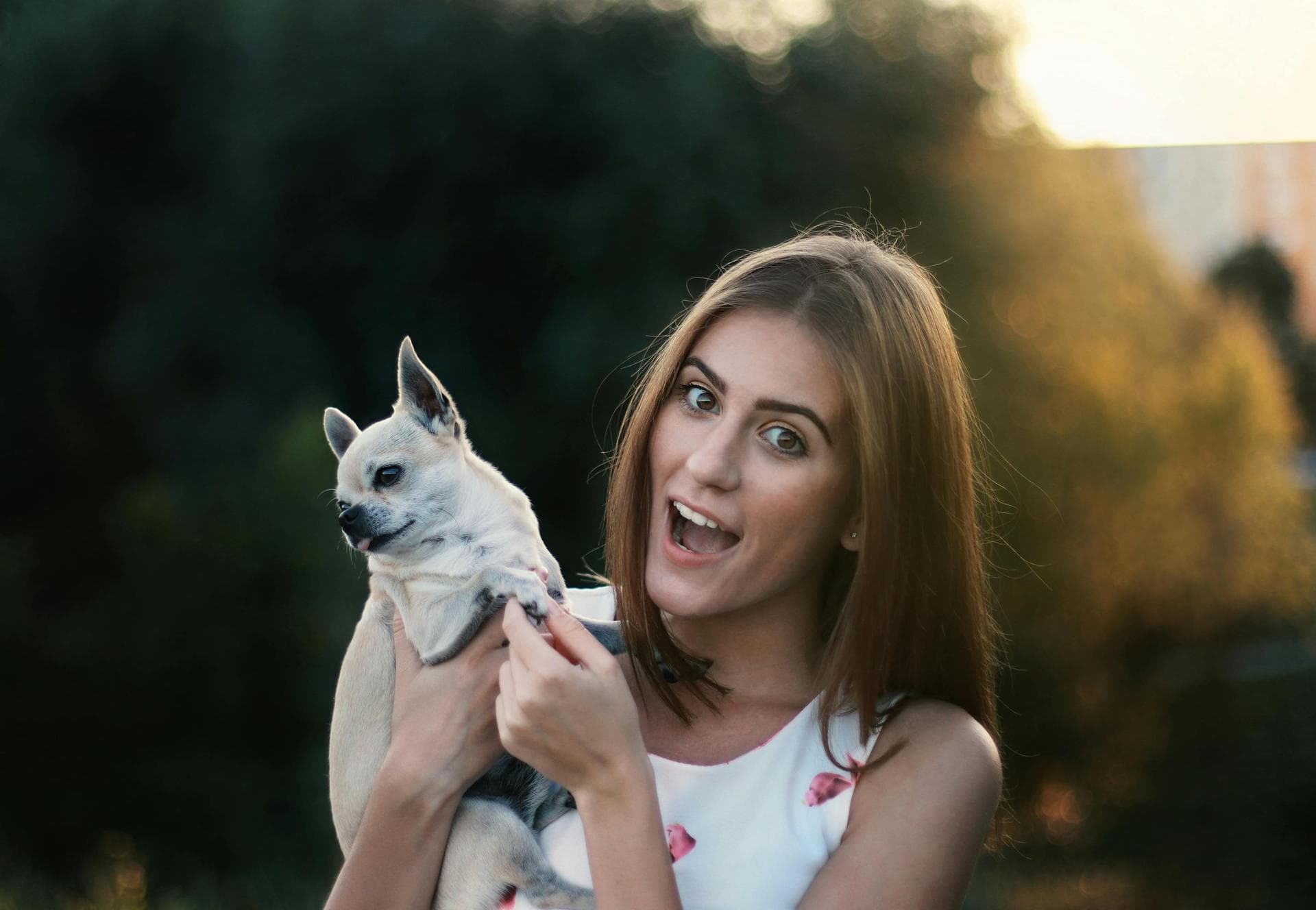 Pet Microchipping Prices in Maidstone