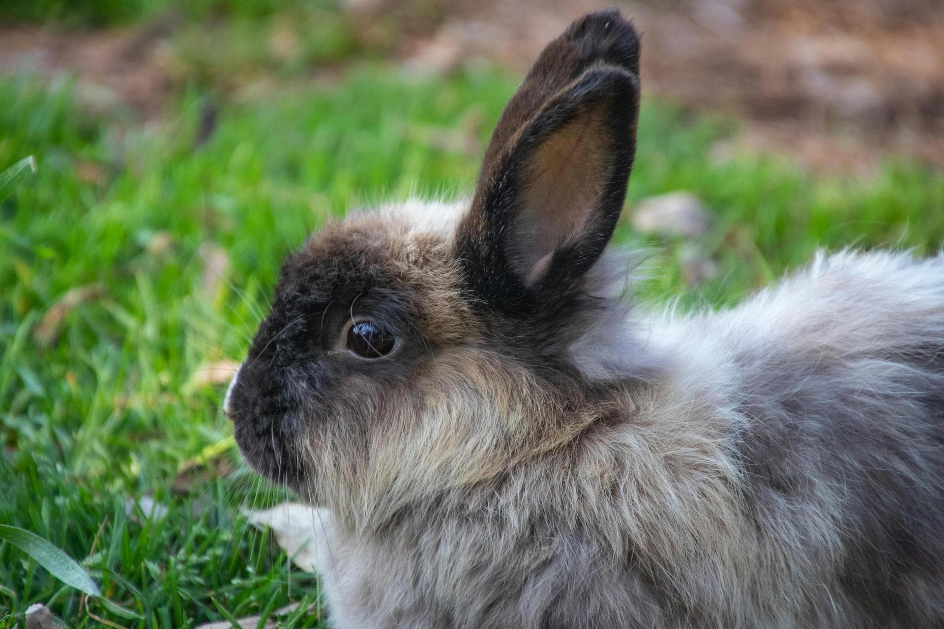 Rabbit Spay Castrate Neutering Prices in Maidstone