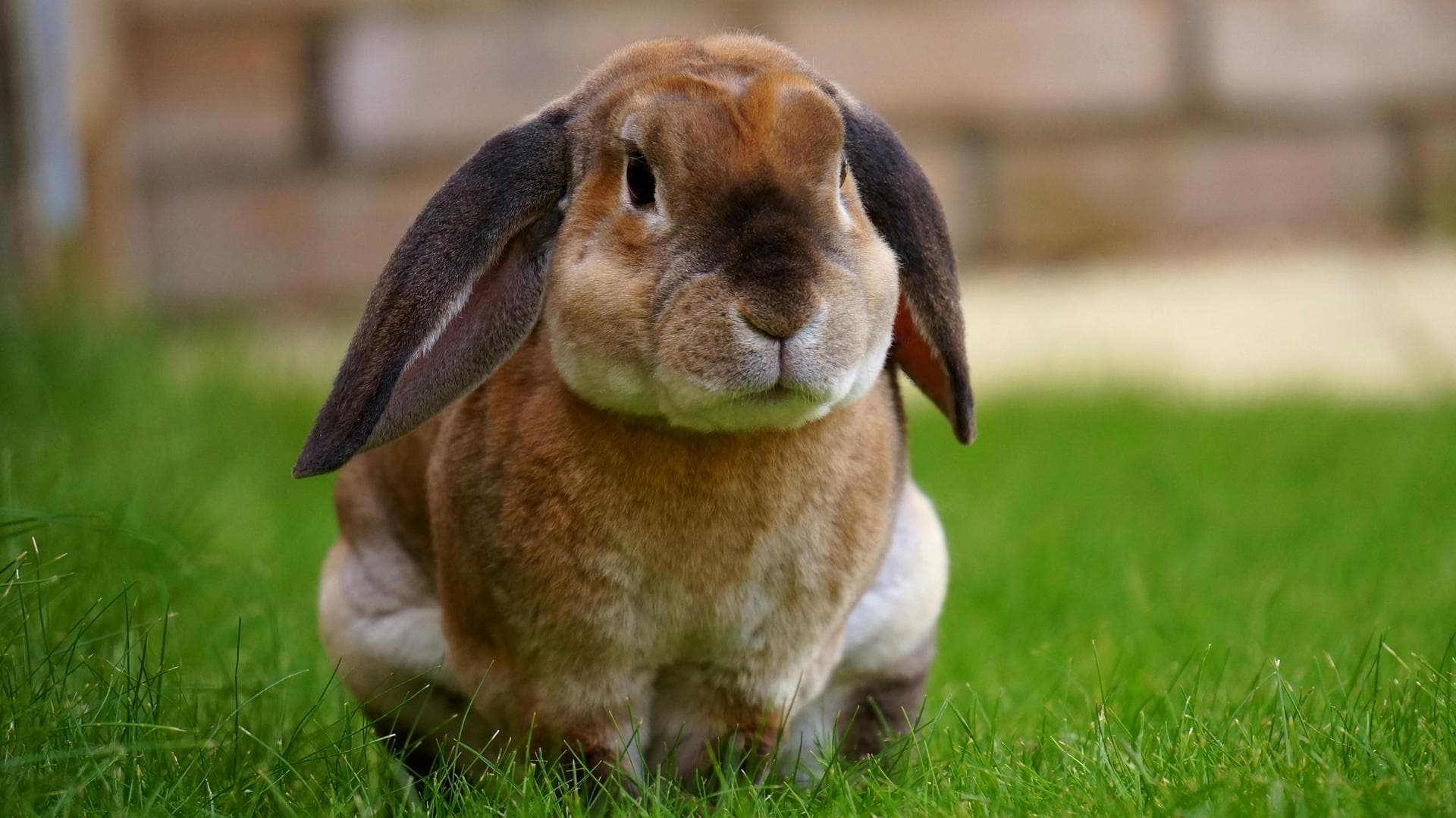 Dog Puppy Vaccinations Kennel Cough Prices in Maidstone