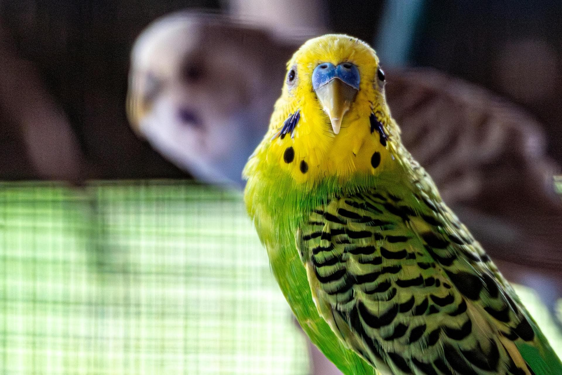 Specialist Vets in Maidstone