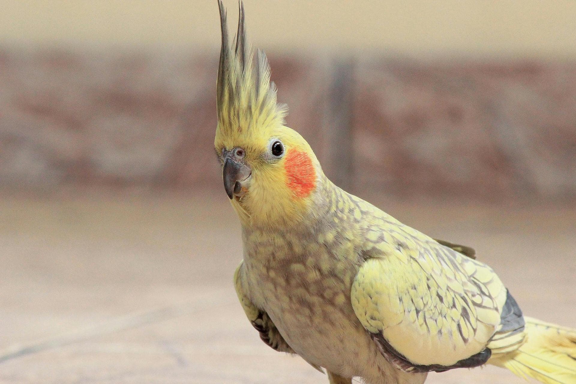 Parrot with mohawk crest