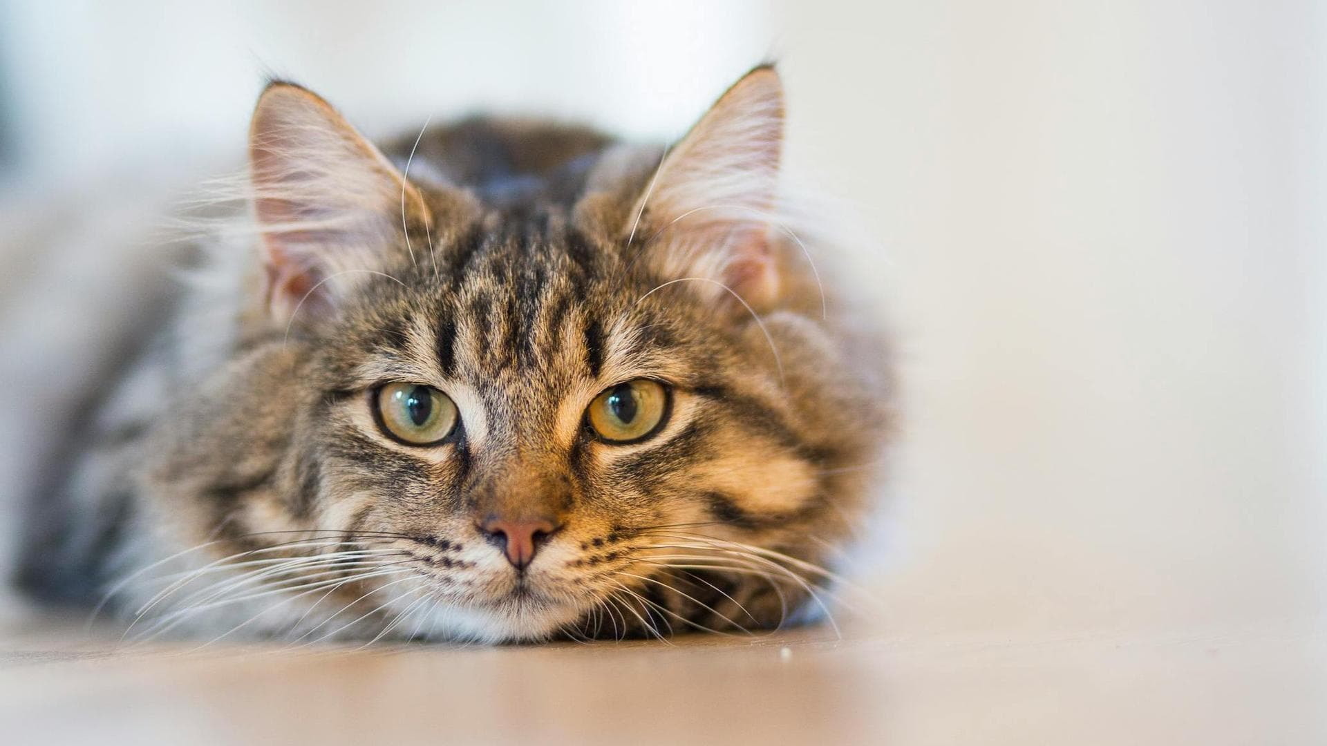 Cat Kitten Vaccinations Feline Leukaemia Prices in Maidstone