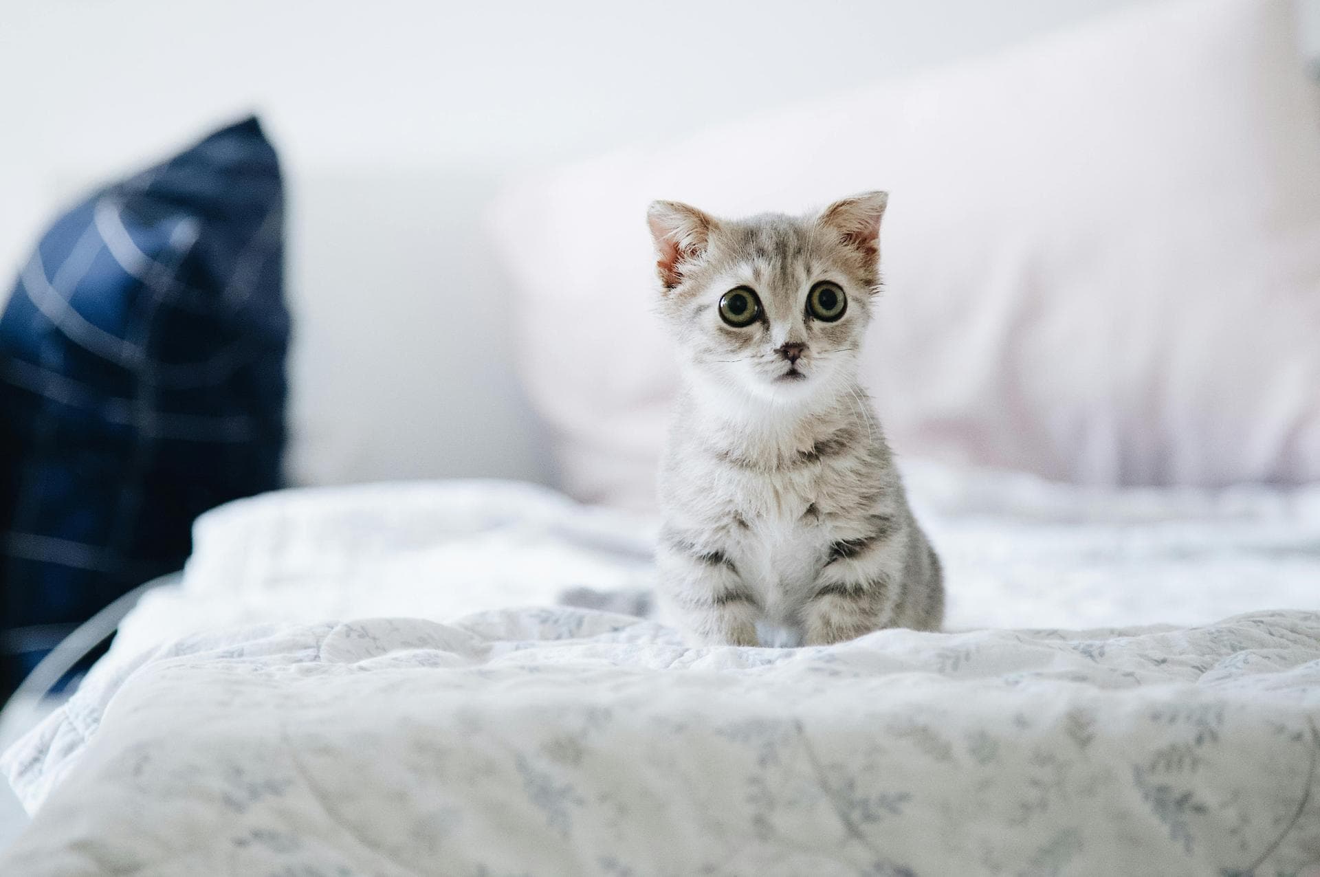Pet Microchipping Prices in Maidstone